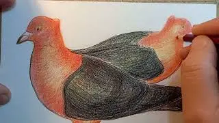 Наши любимые голуби СНИГИРИ