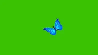 green screen butterfly background video