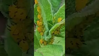 Backyard bug hunt - oleander aphids