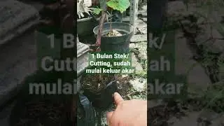 1 Bulan Perkembangan Okulasi dan Stek batang Anggur #shorts #viral #anggur