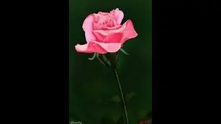 GEEZER URINATES ON ROSE BUSH