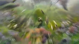 Kākāpō