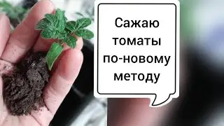 Помидоры, часть 1 