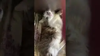My pets