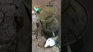 лещ #fishing #поплавок #лещь