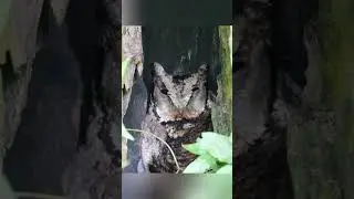 Can you spot the owl hiding in the tree hollow?