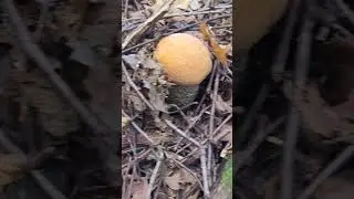 Лес и грибы