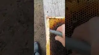 Как почистить хорошую сушь от мёрттвых пчёл