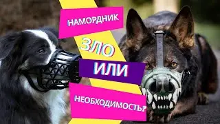 Намордник - это зло или необходимость?