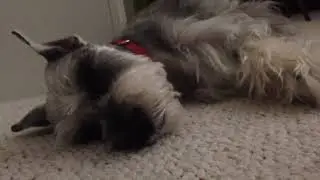 Miniature Schnauzer sleep like a baby
