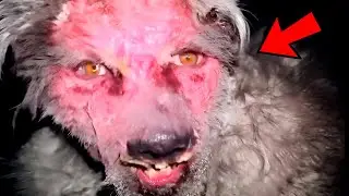 Los VIDEOS mas TERRORIFICOS de TODO el 2024 | CHUPACABRAS Real Captado en Camara