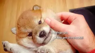 Chubby cheeks / Shiba Inu puppy