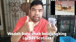Wadah Baru Buat Anak Kalajengking Turun Gendong Induknya  -  Kalajengking Lychas Scutilus