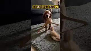 My new puppy helps with laundry