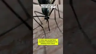 Picada do mosquito da dengue 🦟 