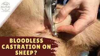 Castrating Sheep With a Burdizzo and a Side Crusher