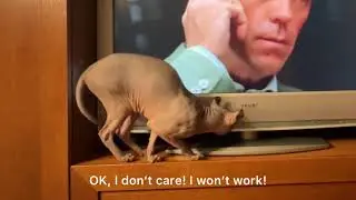 Как попасть на телевидение? Приколы с животными elf sphynx 斯芬克斯猫 小精灵 スフィンクス القط 看电视的猫 テレビを見ている猫