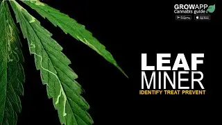 Leaf Miners | Identify, Treat, Prevent