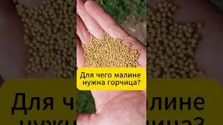 Для чего малине нужна горчица?!  