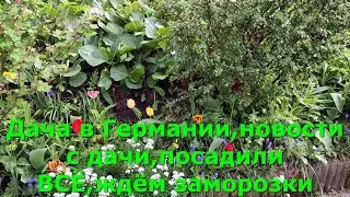 Дача в Германии,новости с дачи,посадили ВСЁ,ждём заморозки 