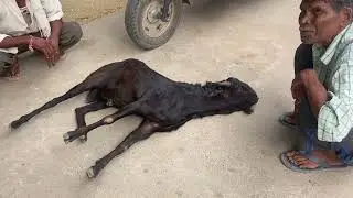 Gid in buck l Meningitis in goat l Muscular dystrophy l dr umar khan