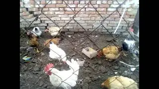 нушо кури ви золото найшли?