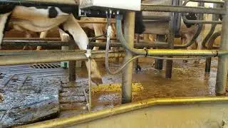 Udder Mister Walkover