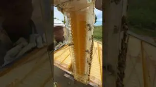 Honey inside the Flow Hive