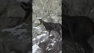 Серна в горах Осетии