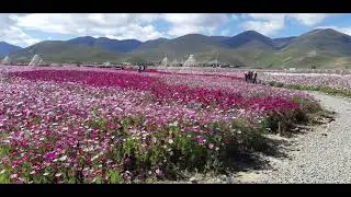 九月的稻城亚丁，一片花海