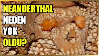 Homo neanderthal'lerin Neden Yok Olduğu: Evrimsel Tartışmalar