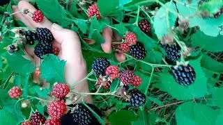 Ежевика Описание сорта Саженцы и ягоды