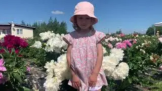 Цветение пионов в нашем питомнике. Отзывы (3я часть). Пулков сад, 2024 г.