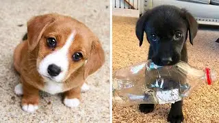 Cute baby animals Videos Compilation cutest moment of the animals - Cutest Puppies. Part 13