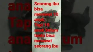 ibu kucing yg sayang sama anak-anak nya 