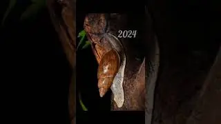 2024 snail and 5000bce snail || Past animals ||#shorts #Trend #trend #new #evolution #animal #today