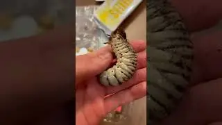 Bread maggot in strawberries!