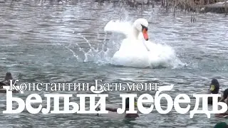 Белый лебедь, лебедь чистый