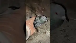 PERCHÉ DEVI PULIRE LA CANNA FUMARIA