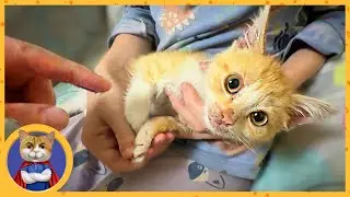У спасенного котеночка облазит шерсть, а Рыжик дуреет! Что делать?