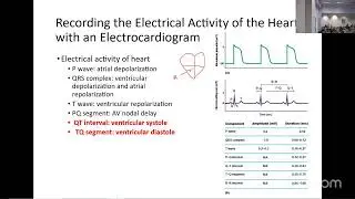 A&P Lecture - Electroconduction