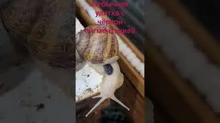 Нашёл в маточнике необычную улитку!!!