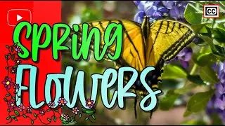 ☘️The Spring Flowers Preview Shorts