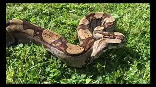 Snake feeding and enjoying the sun