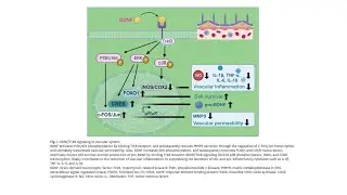 BDNF Signaling in Vascular Dementia and Its Effects