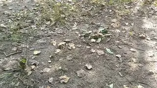 Объявление для подписчиков о переносе видео на Дзен