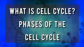 What is Cell Cycle? Phases of the cell cycle!