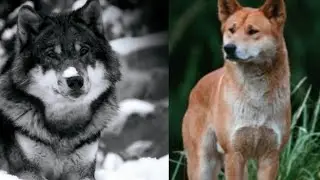 Кто сильнее серый волк или динго //волк против динго//(ANIMALS BATTLE BIT).