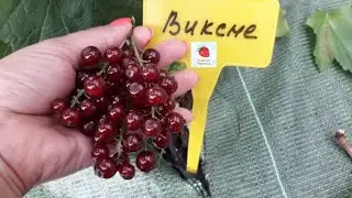 Виксне - красная смородина (Латышский сорт)