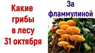 Какие грибы в лесу 31 октября. За фламмулиной